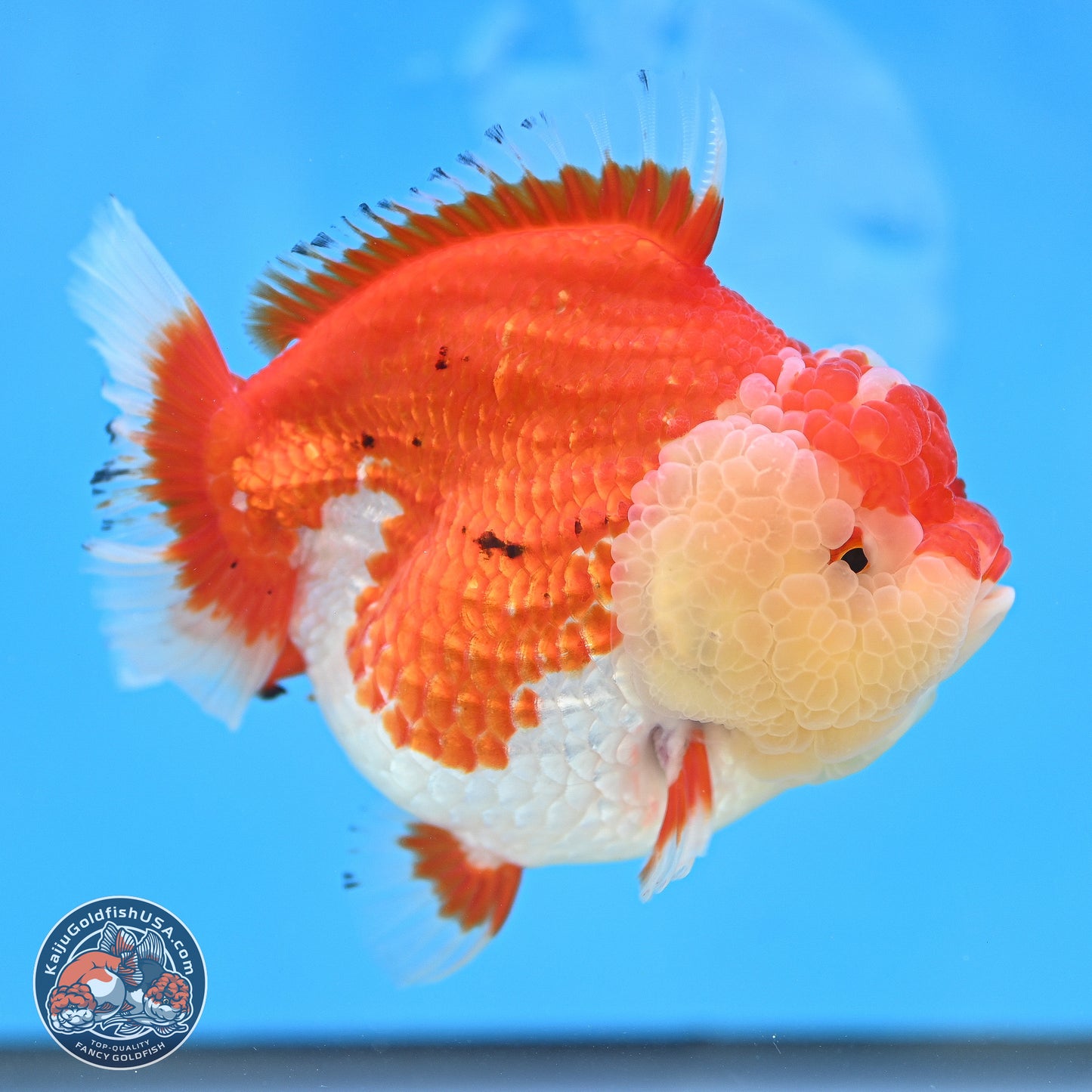 Tancho Red White YuanBao Oranda 4 inches Body - Female (250131_OR26)