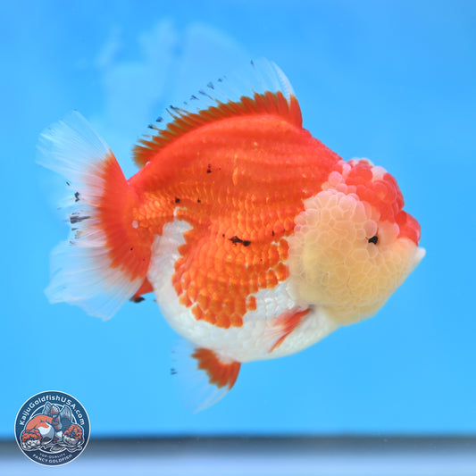 Tancho Red White YuanBao Oranda 4 inches Body - Female (250131_OR26)