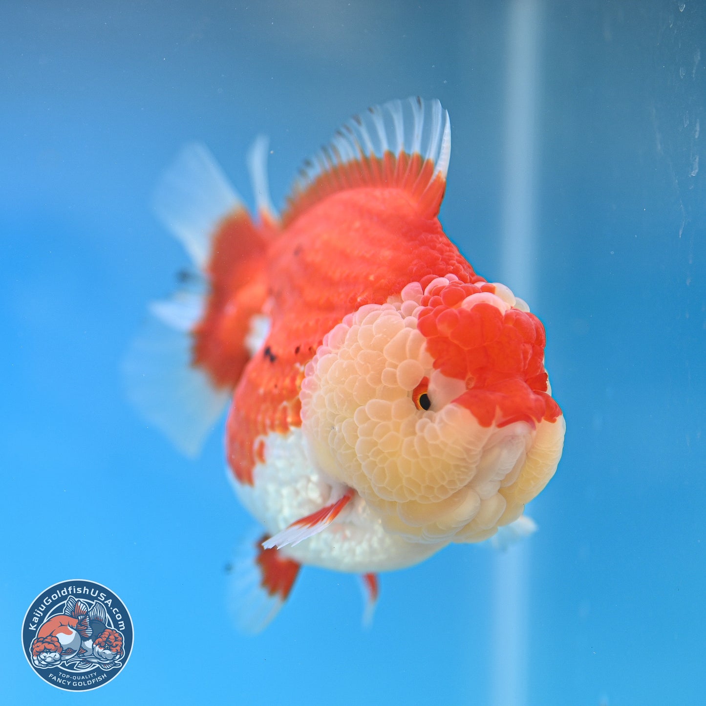 Tancho Red White YuanBao Oranda 4 inches Body - Female (250131_OR26)