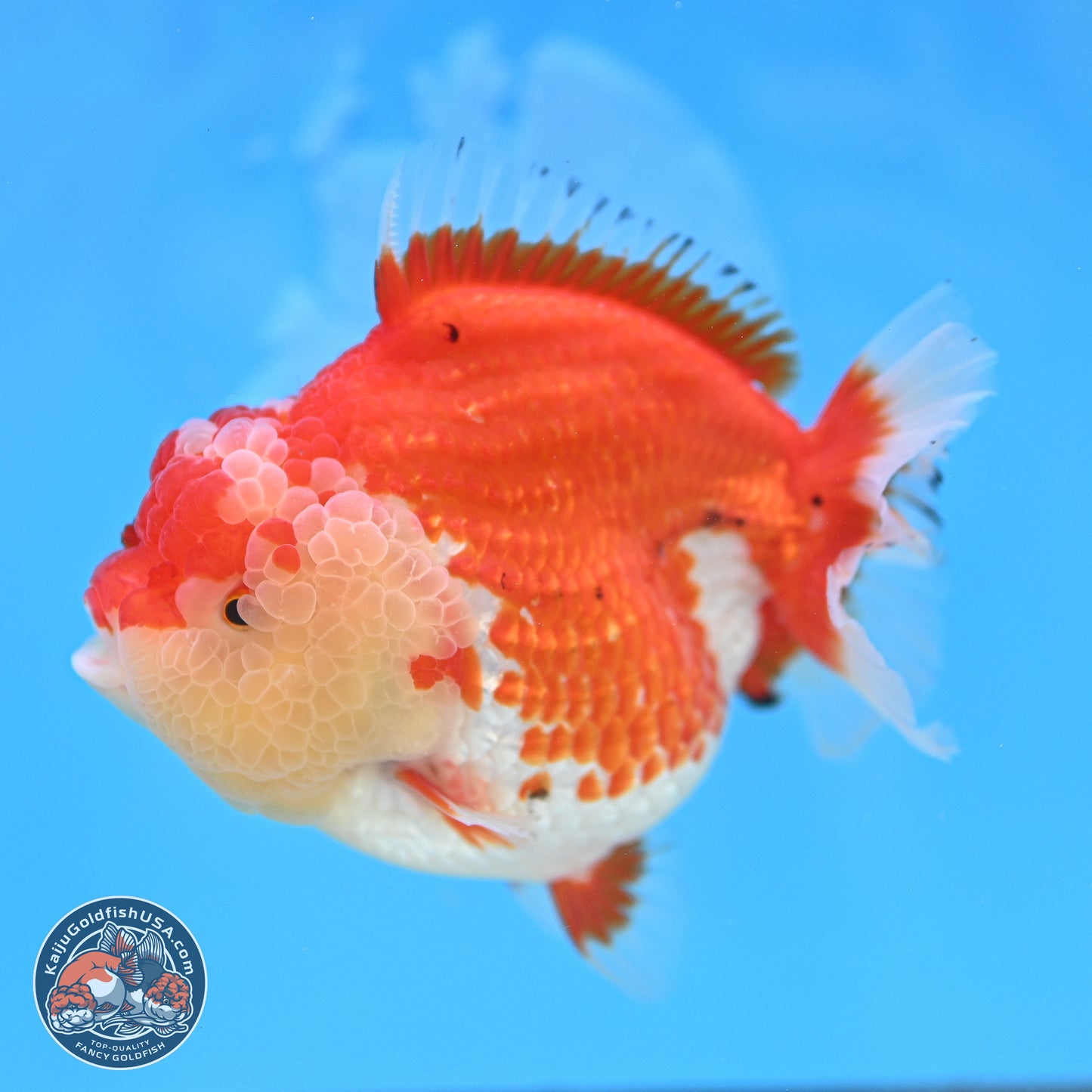 Tancho Red White YuanBao Oranda 4 inches Body - Female (250131_OR26)