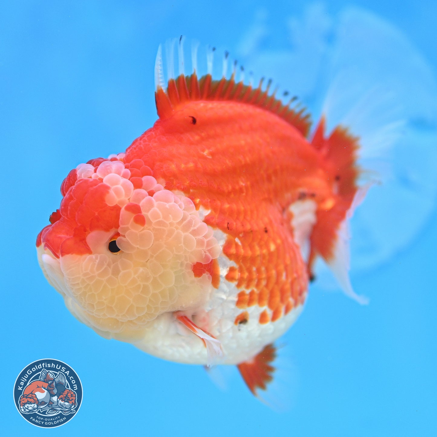 Tancho Red White YuanBao Oranda 4 inches Body - Female (250131_OR26)