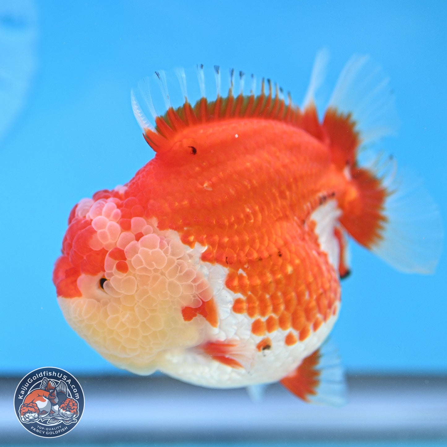 Tancho Red White YuanBao Oranda 4 inches Body - Female (250131_OR26)