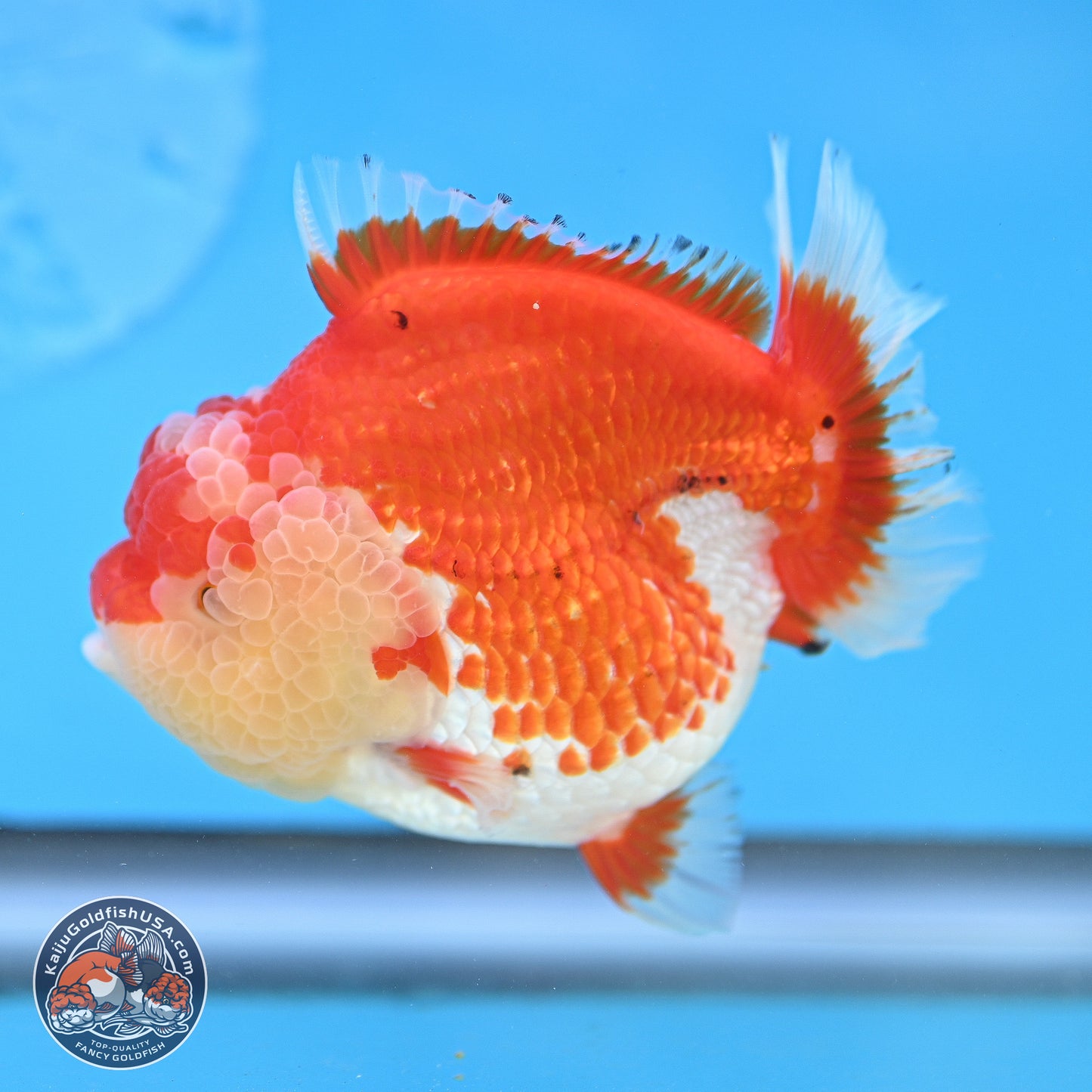 Tancho Red White YuanBao Oranda 4 inches Body - Female (250131_OR26)