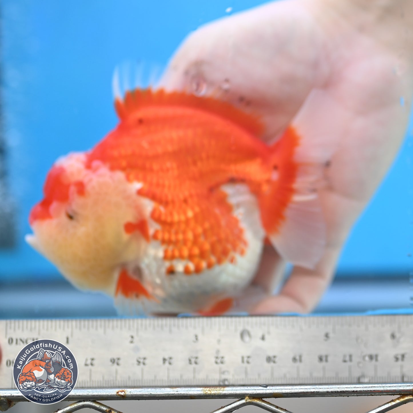 Tancho Red White YuanBao Oranda 4 inches Body - Female (250131_OR26)