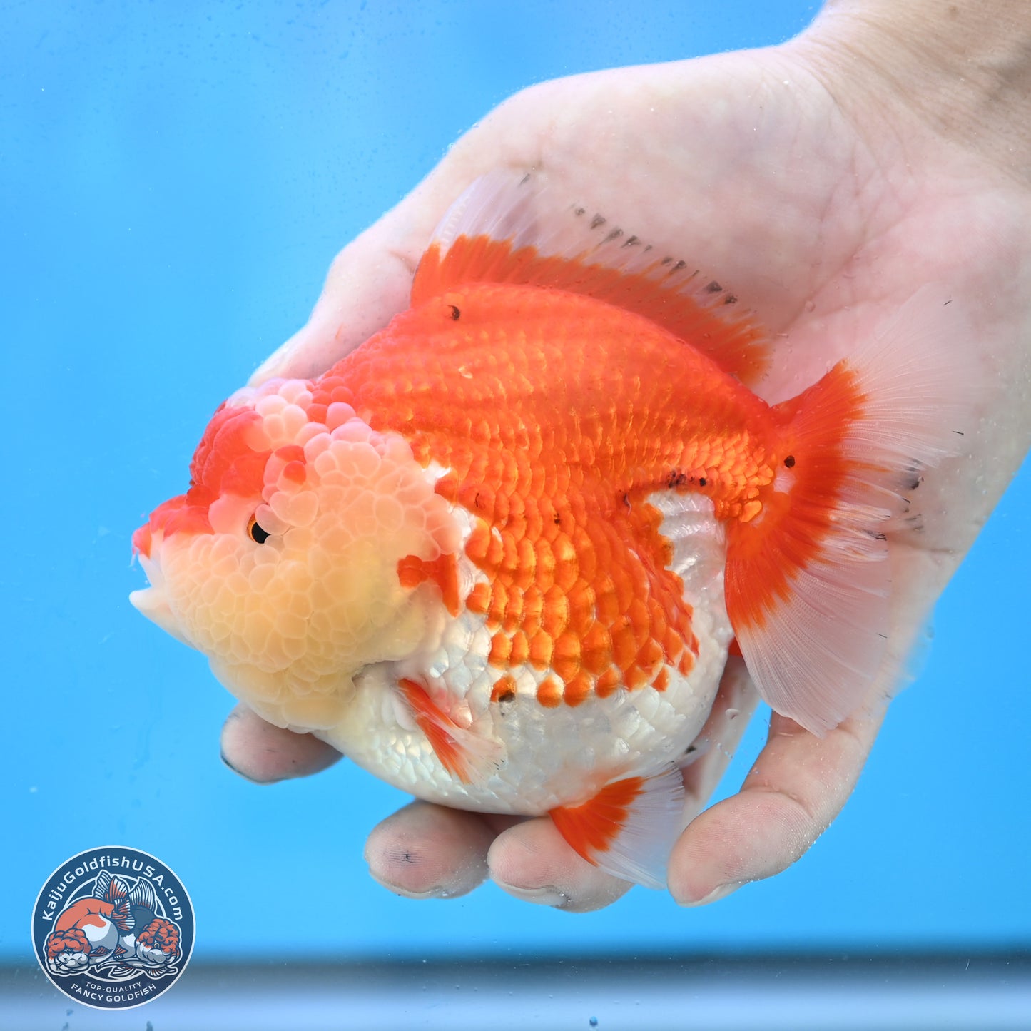 Tancho Red White YuanBao Oranda 4 inches Body - Female (250131_OR26)