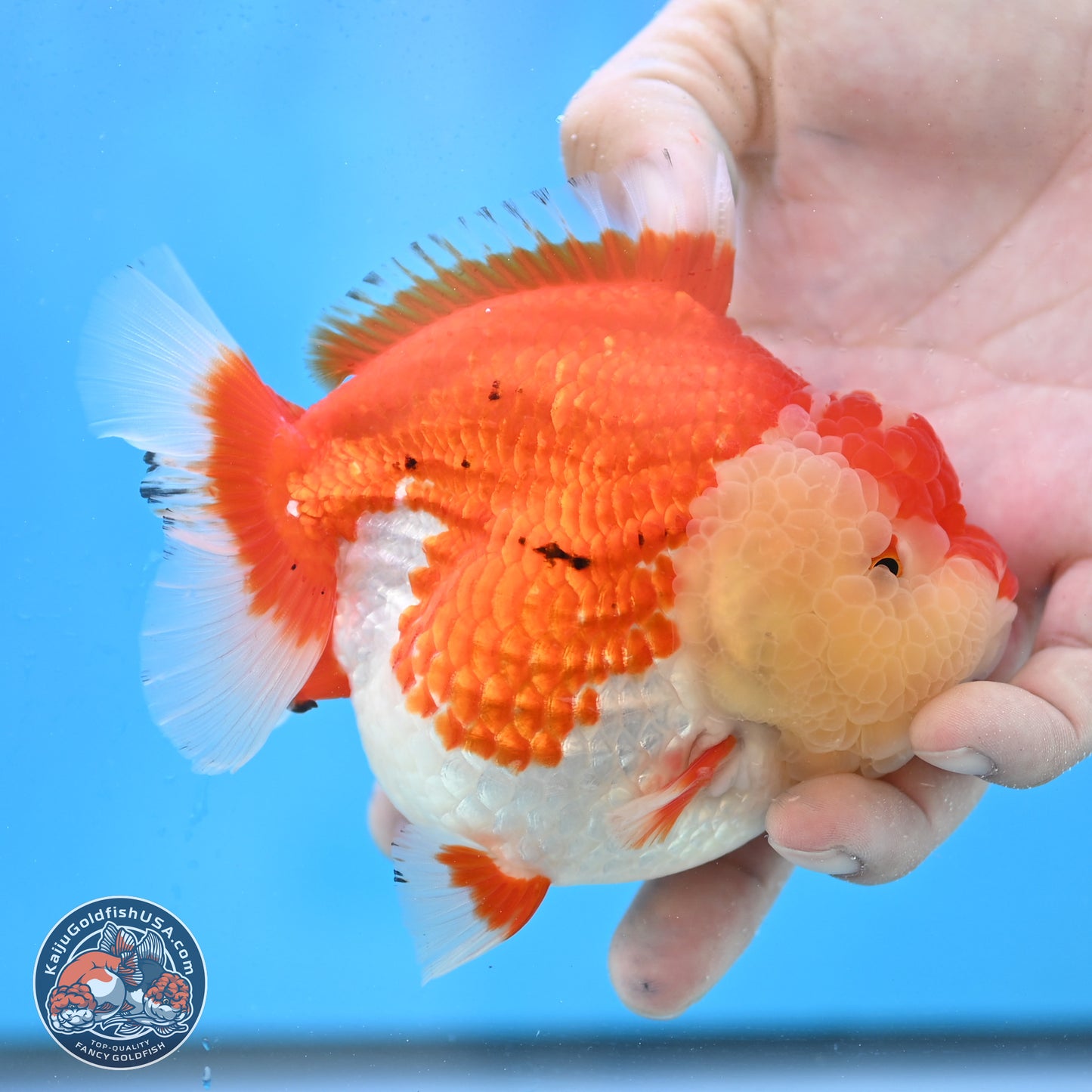 Tancho Red White YuanBao Oranda 4 inches Body - Female (250131_OR26)