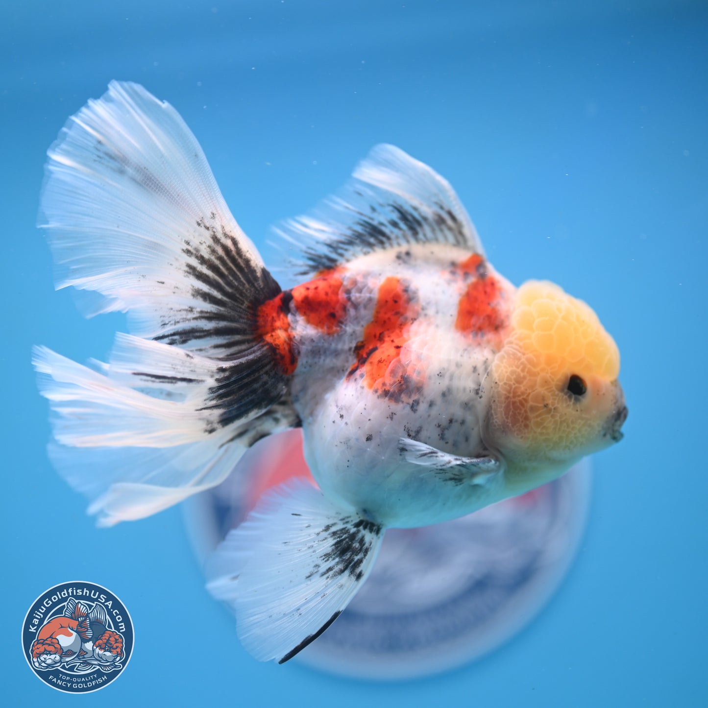 Calico Rose Tail Oranda 4-6 inches (240913_OR26) - Kaiju Goldfish USA