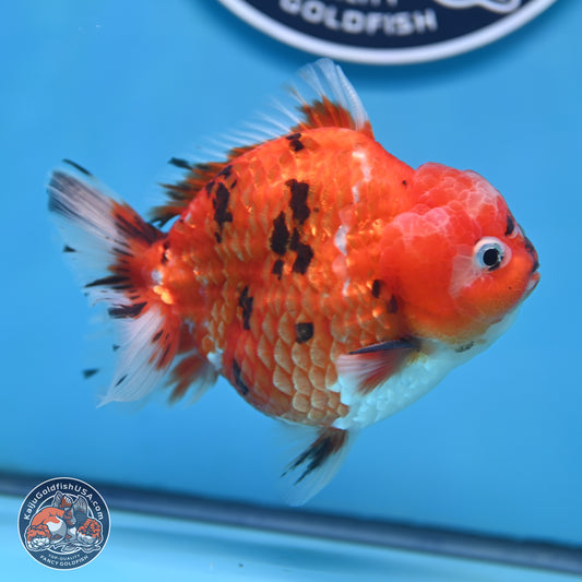 Tricolor Tiger YuanBao Oranda 4 inches Body - Male (250207_OR26)