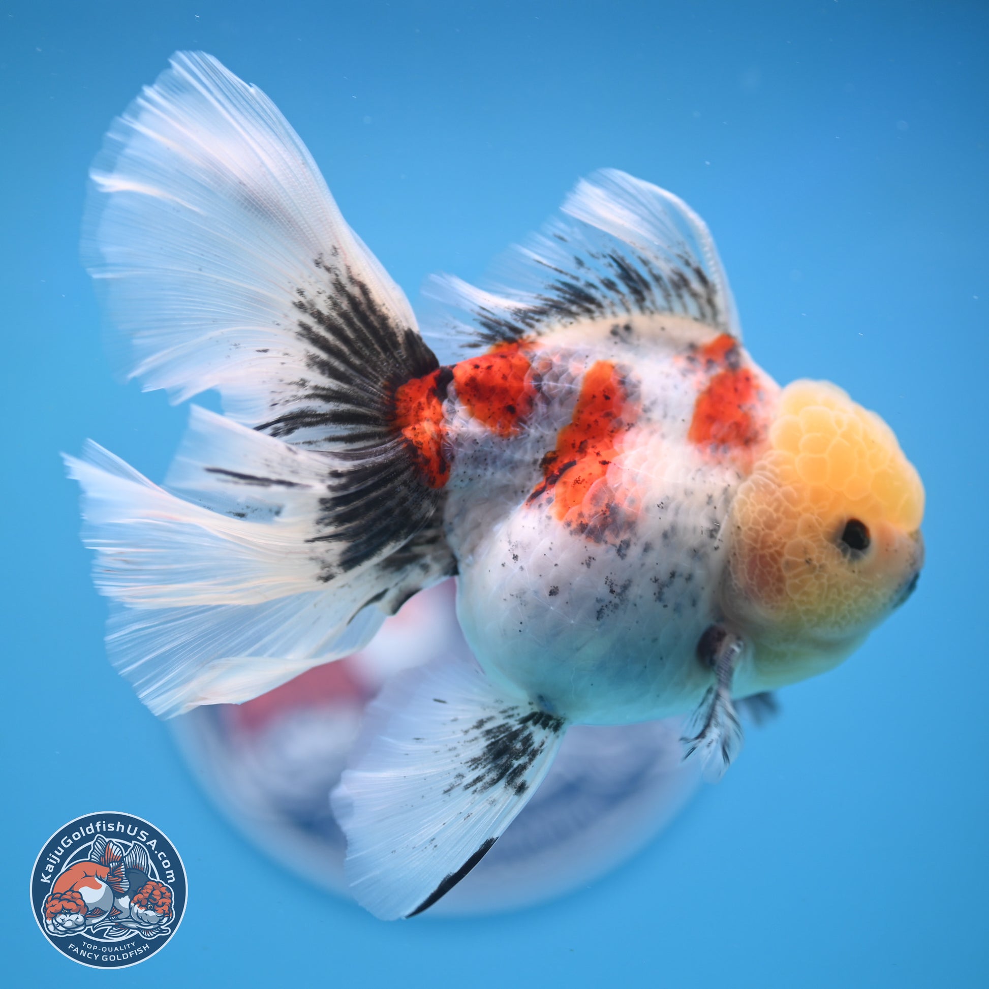 Calico Rose Tail Oranda 4-6 inches (240913_OR26) - Kaiju Goldfish USA