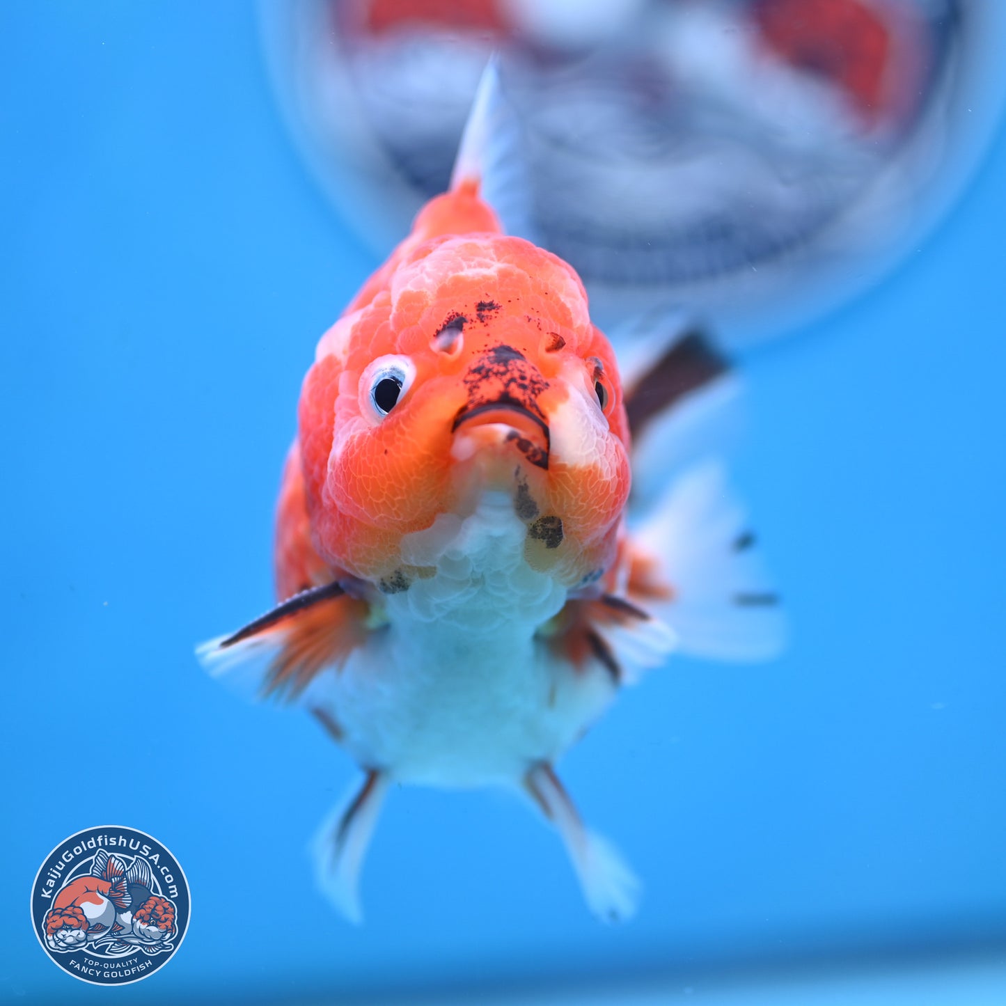 Tricolor Tiger YuanBao Oranda 4 inches Body - Male (250207_OR26)