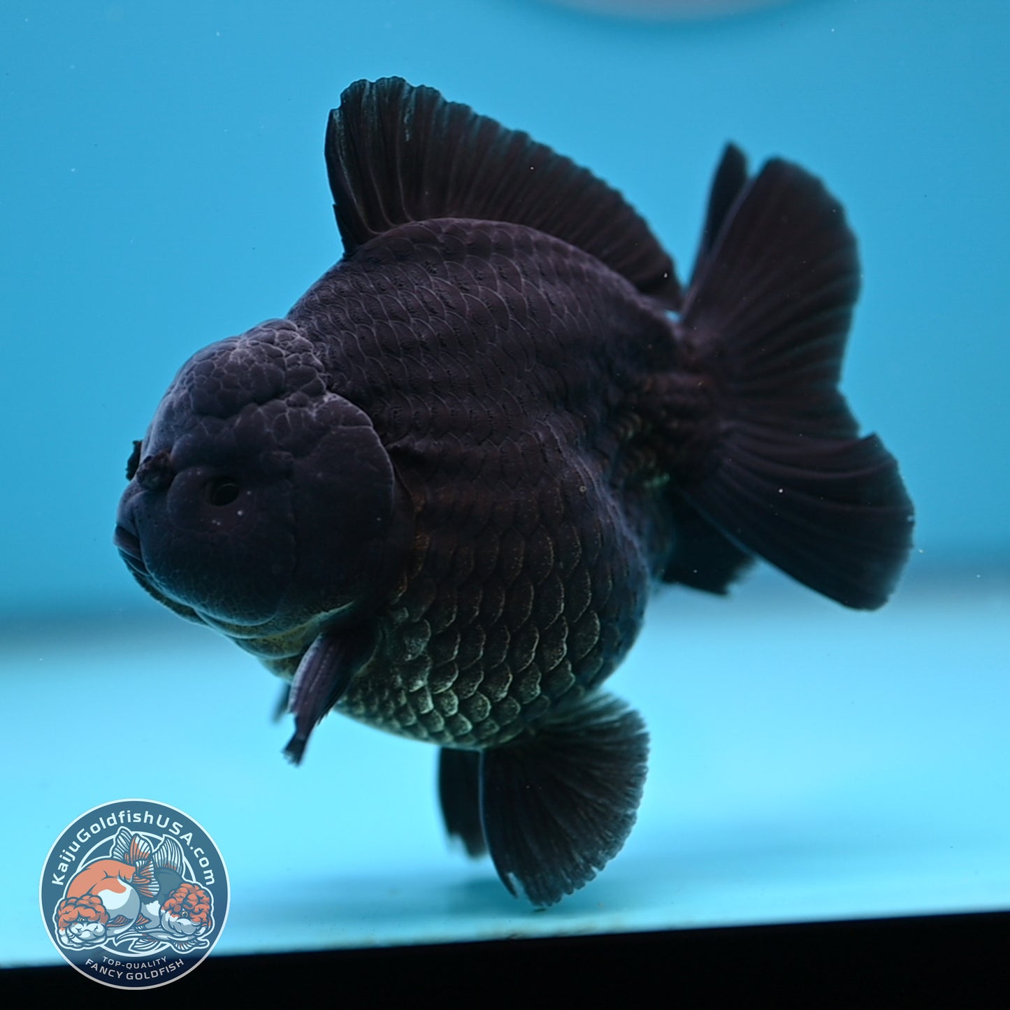 Shogun Jet Black Oranda 3.5 inches Body (250509_OR26)