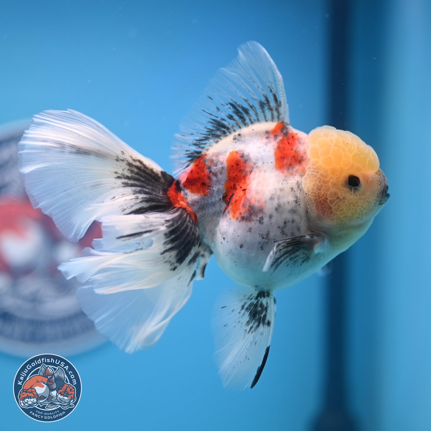 Calico Rose Tail Oranda 4-6 inches (240913_OR26) - Kaiju Goldfish USA