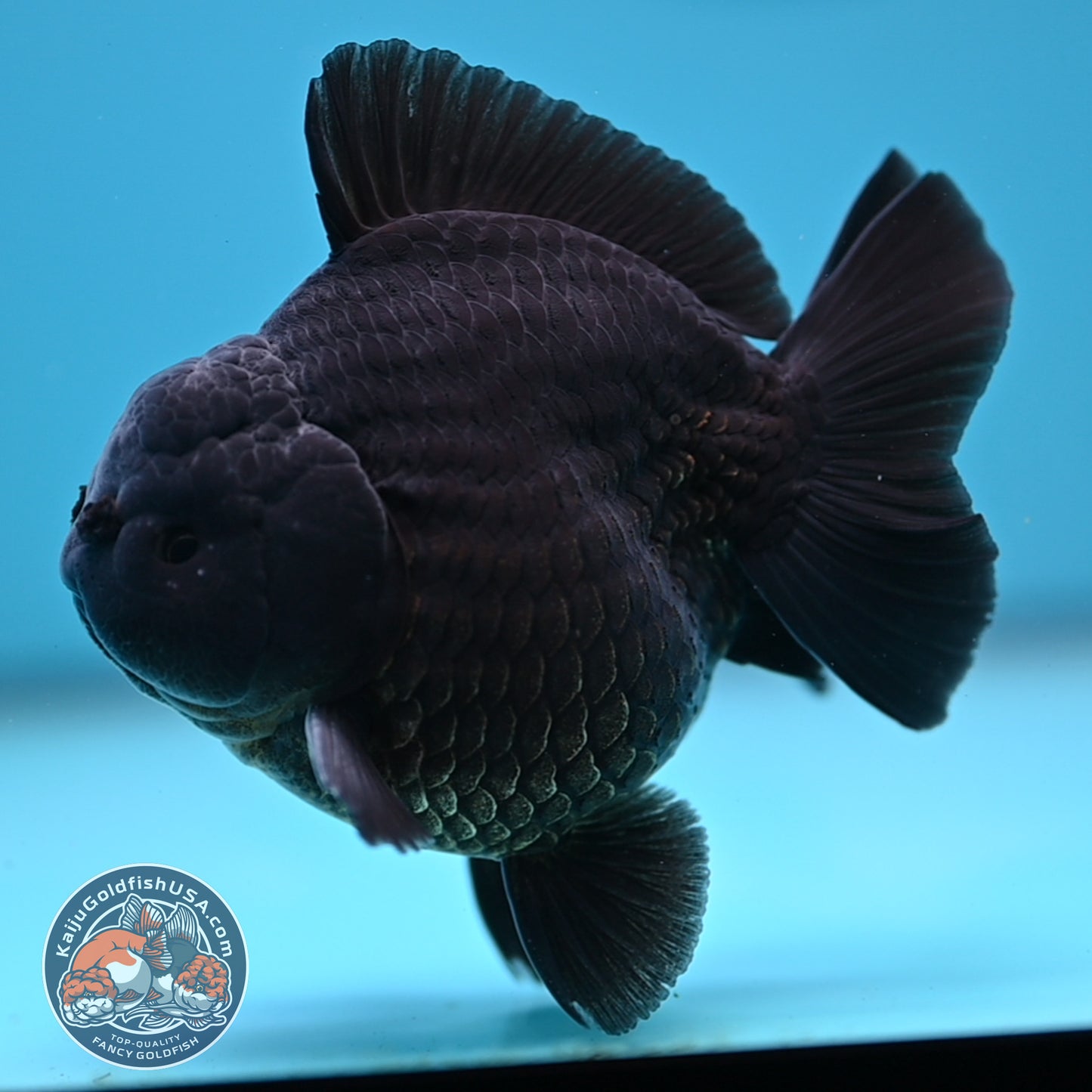 Shogun Jet Black Oranda 3.5 inches Body (250509_OR26)