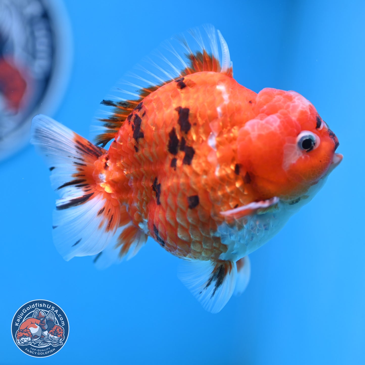 Tricolor Tiger YuanBao Oranda 4 inches Body - Male (250207_OR26)