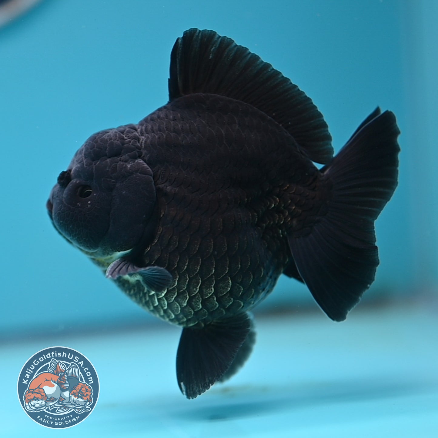 Shogun Jet Black Oranda 3.5 inches Body (250509_OR26)