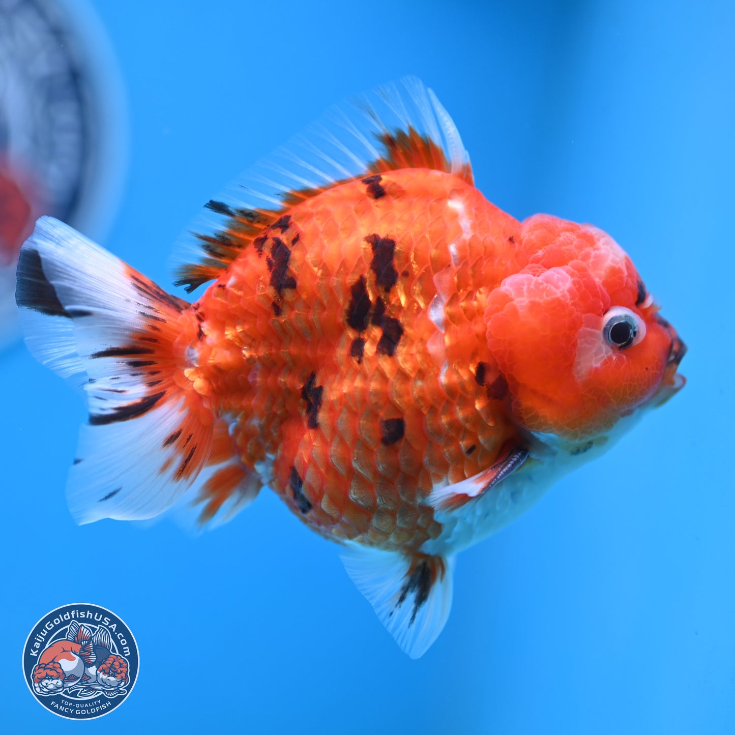 Tricolor Tiger YuanBao Oranda 4 inches Body - Male (250207_OR26)