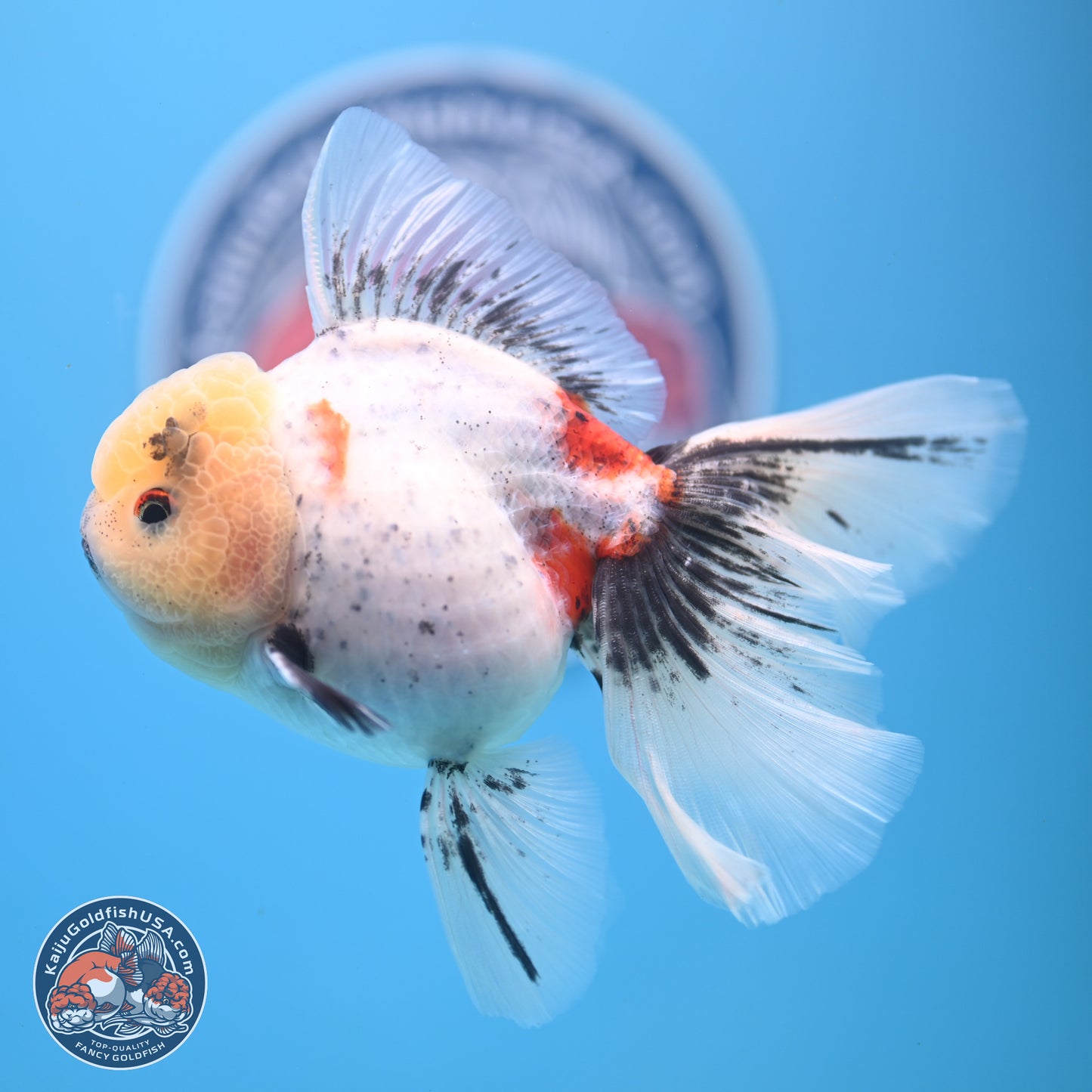 Calico Rose Tail Oranda 4-6 inches (240913_OR26) - Kaiju Goldfish USA