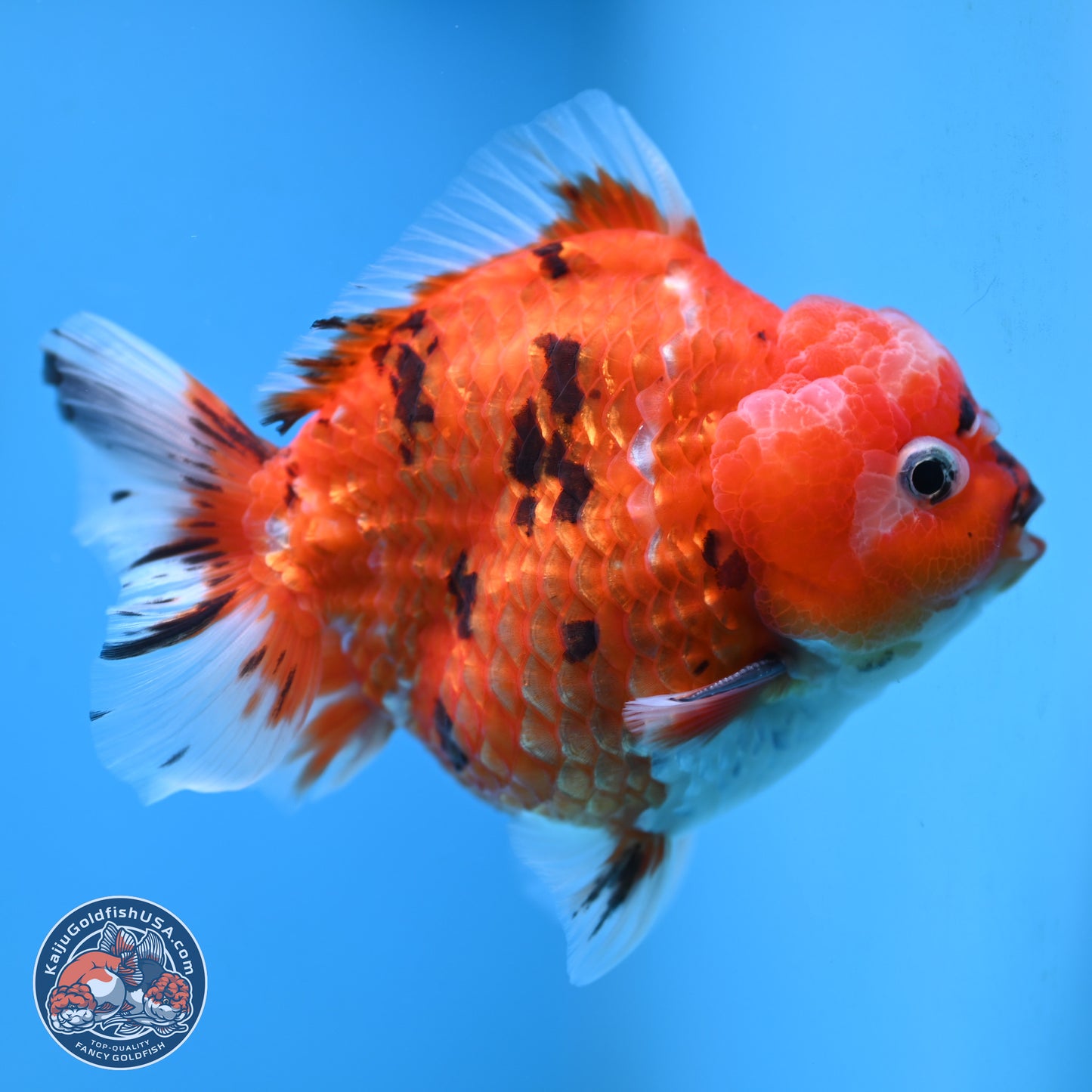 Tricolor Tiger YuanBao Oranda 4 inches Body - Male (250207_OR26)