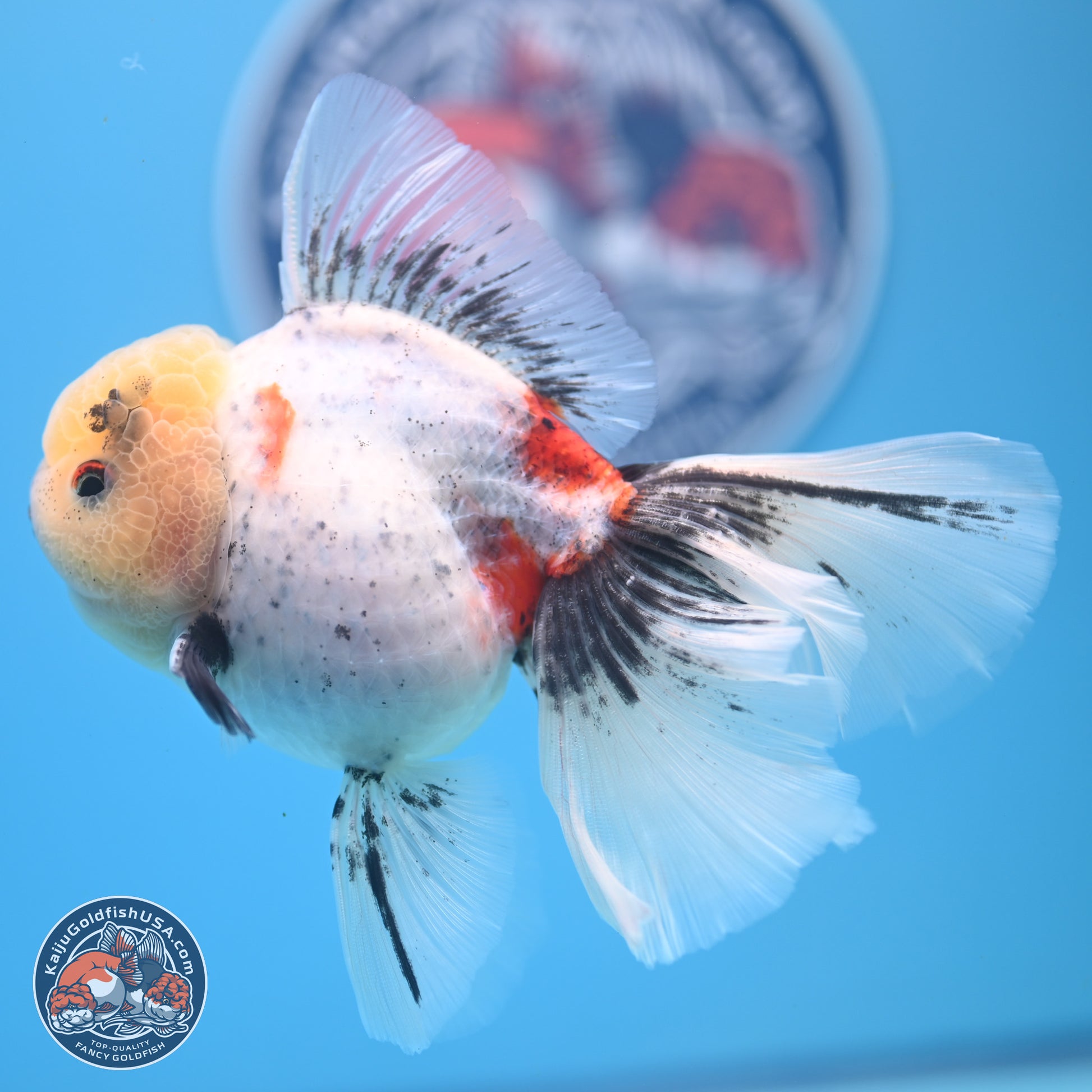 Calico Rose Tail Oranda 4-6 inches (240913_OR26) - Kaiju Goldfish USA