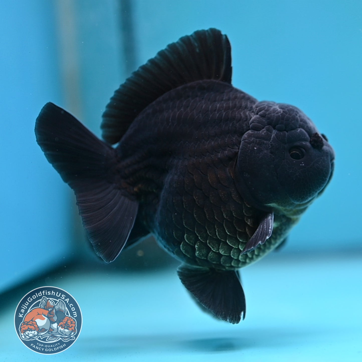 Shogun Jet Black Oranda 3.5 inches Body (250509_OR26)
