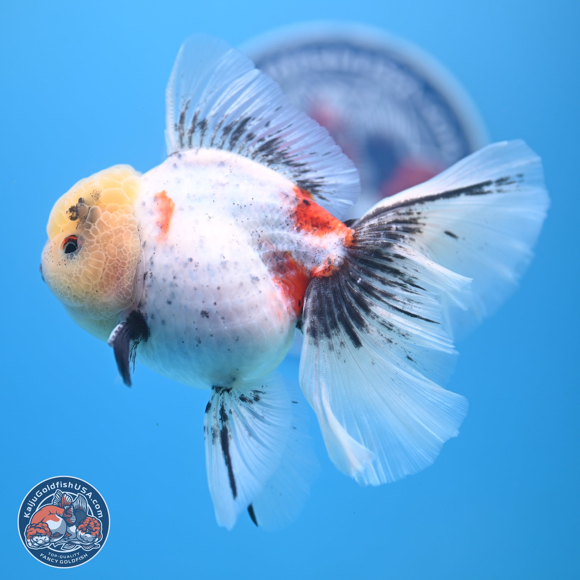 Calico Rose Tail Oranda 4-6 inches (240913_OR26) - Kaiju Goldfish USA