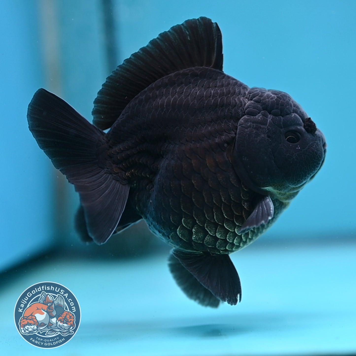 Shogun Jet Black Oranda 3.5 inches Body (250509_OR26)