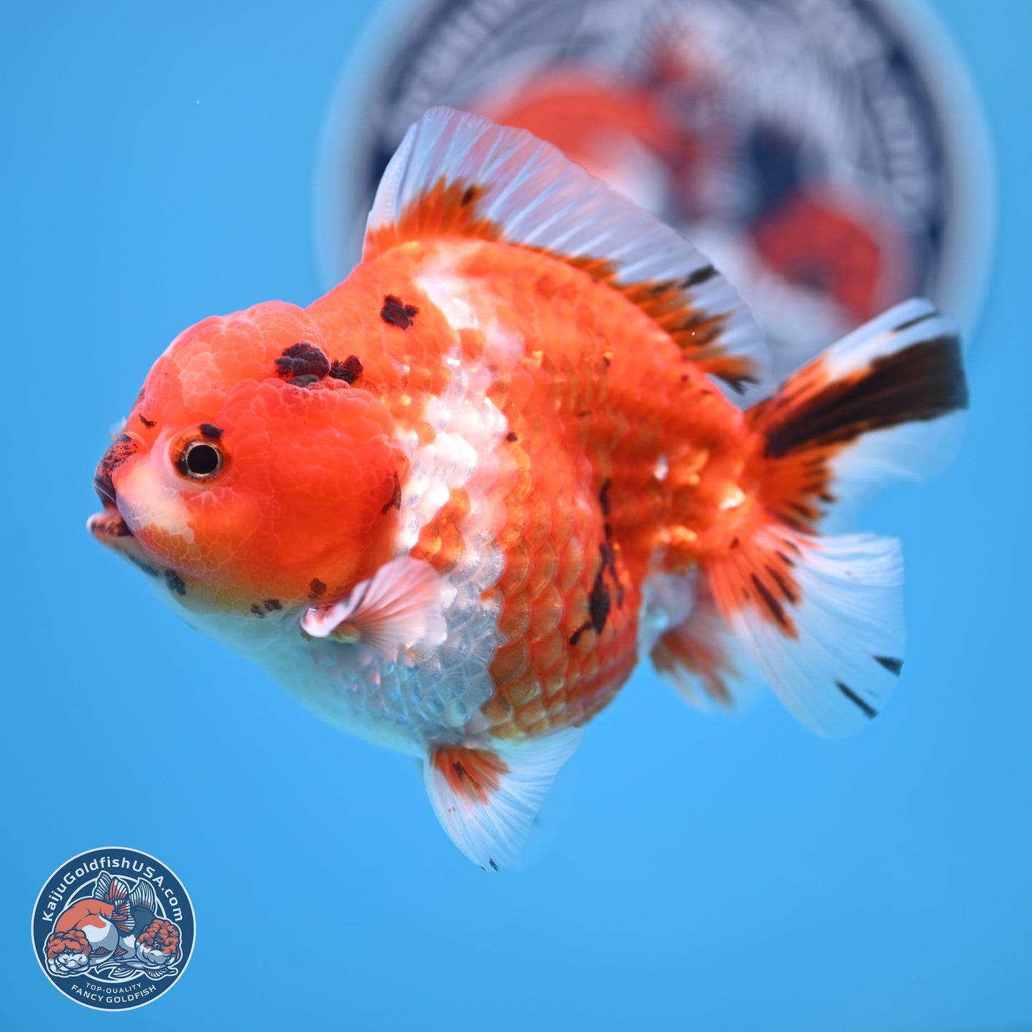 Tricolor Tiger YuanBao Oranda 4 inches Body - Male (250207_OR26)