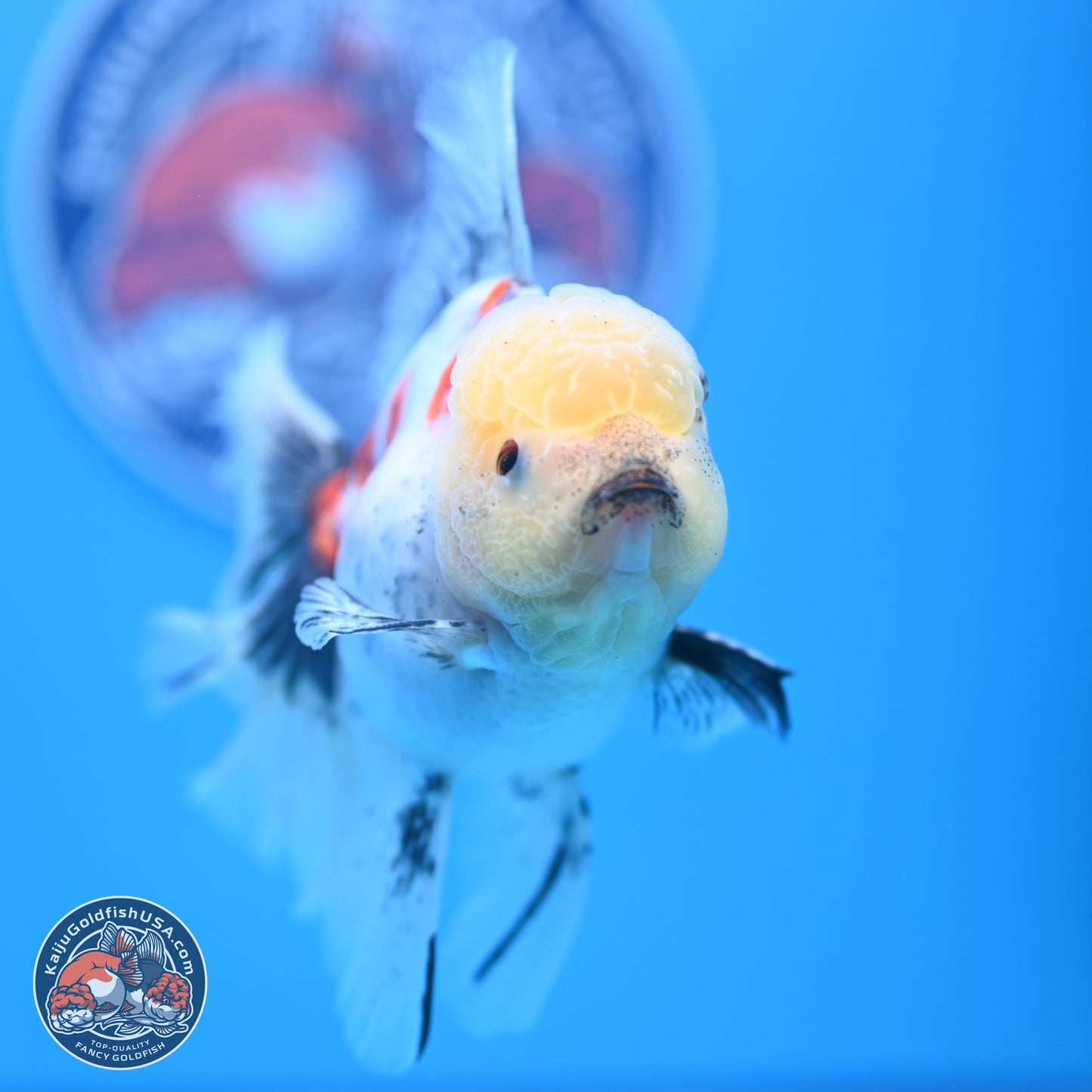 Calico Rose Tail Oranda 4-6 inches (240913_OR26) - Kaiju Goldfish USA