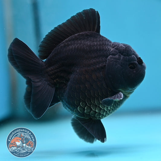 Shogun Jet Black Oranda 3.5 inches Body (250509_OR26)