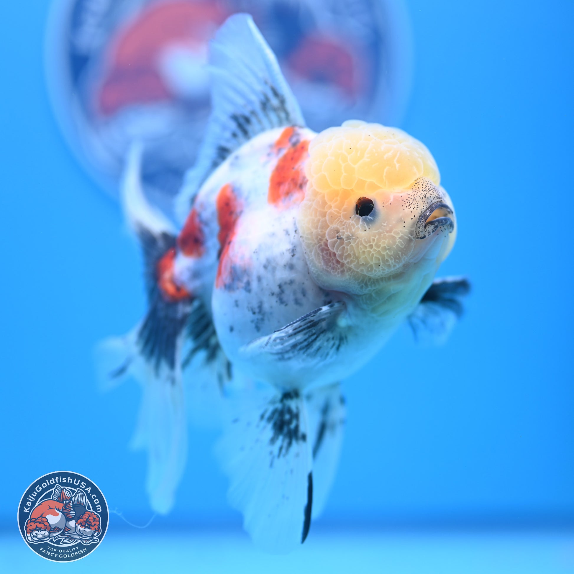 Calico Rose Tail Oranda 4-6 inches (240913_OR26) - Kaiju Goldfish USA