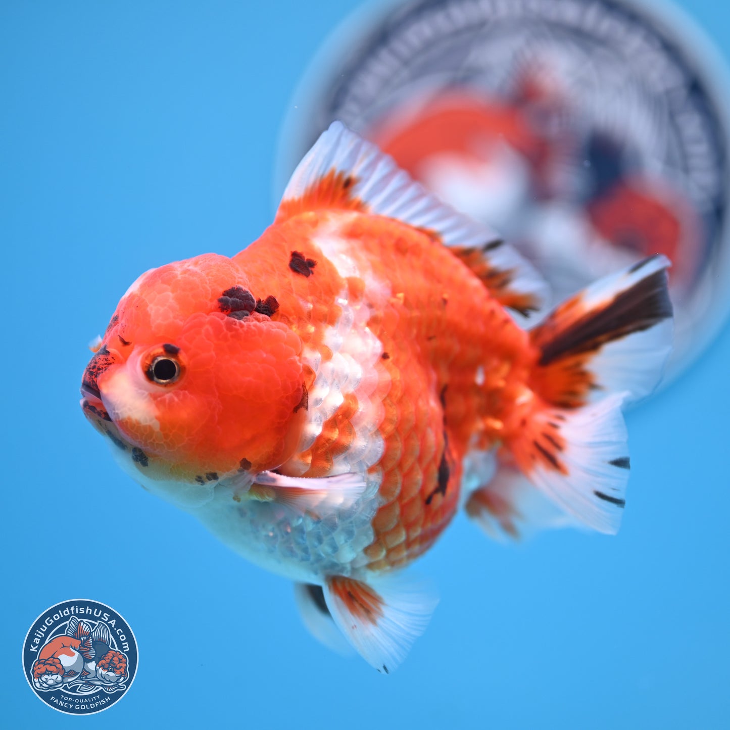 Tricolor Tiger YuanBao Oranda 4 inches Body - Male (250207_OR26)