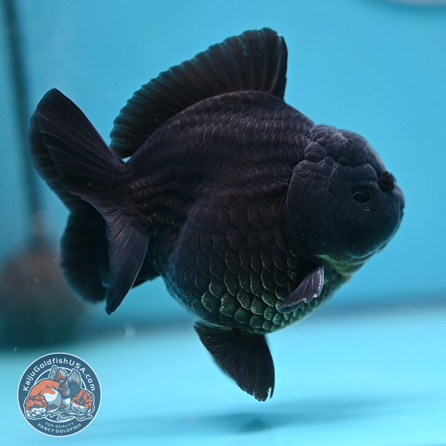 Shogun Jet Black Oranda 3.5 inches Body (250509_OR26)