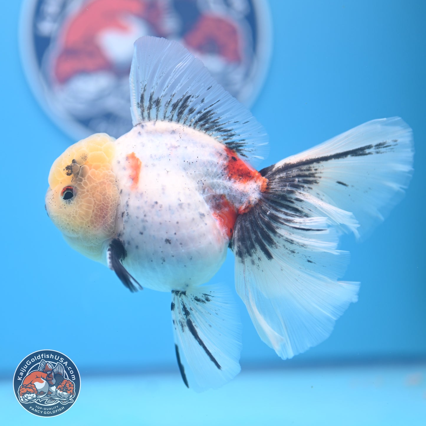 Calico Rose Tail Oranda 4-6 inches (240913_OR26) - Kaiju Goldfish USA