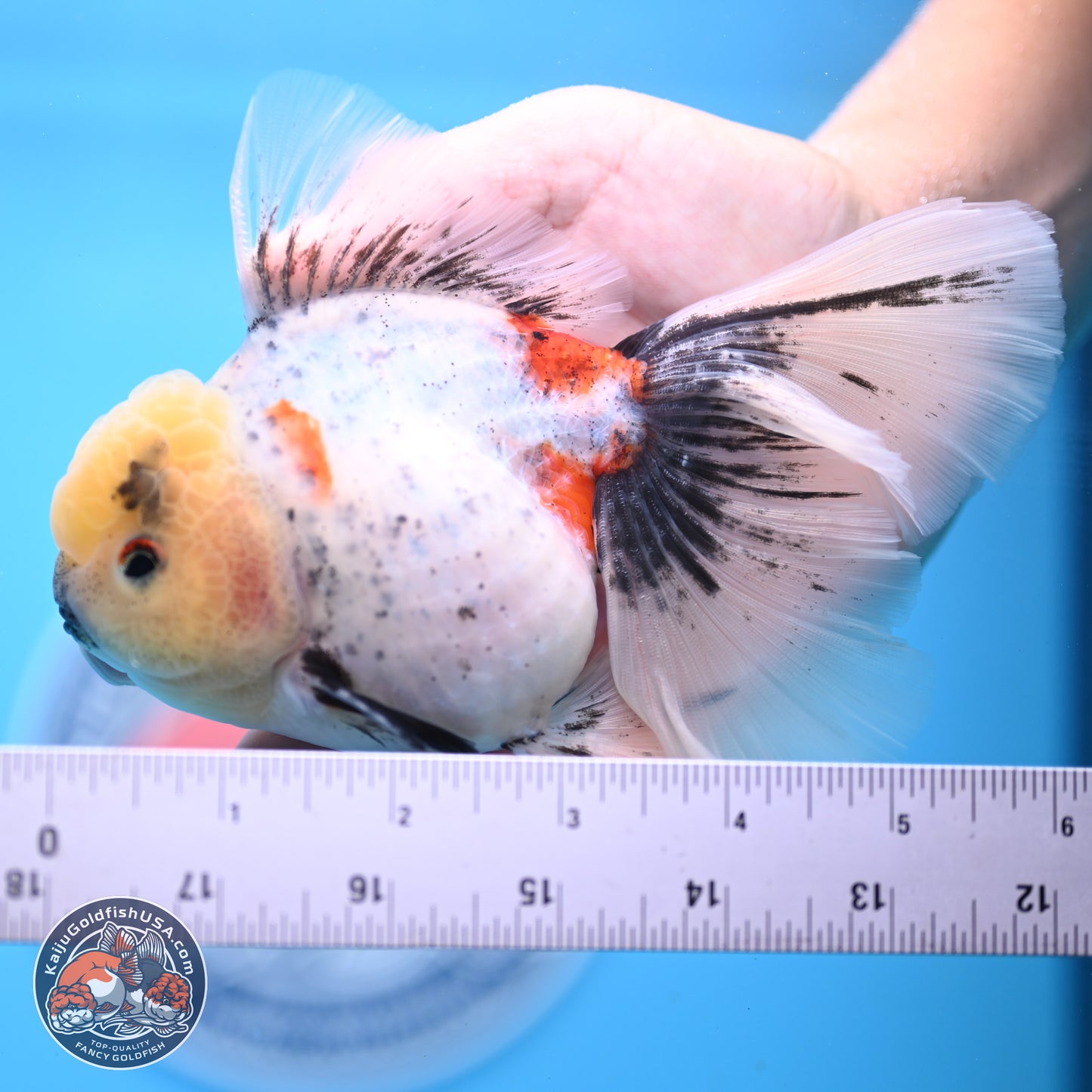 Calico Rose Tail Oranda 4-6 inches (240913_OR26) - Kaiju Goldfish USA