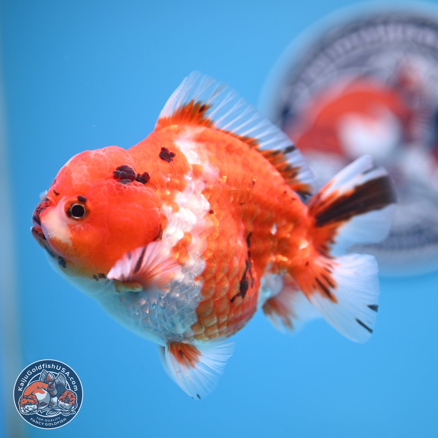 Tricolor Tiger YuanBao Oranda 4 inches Body - Male (250207_OR26)