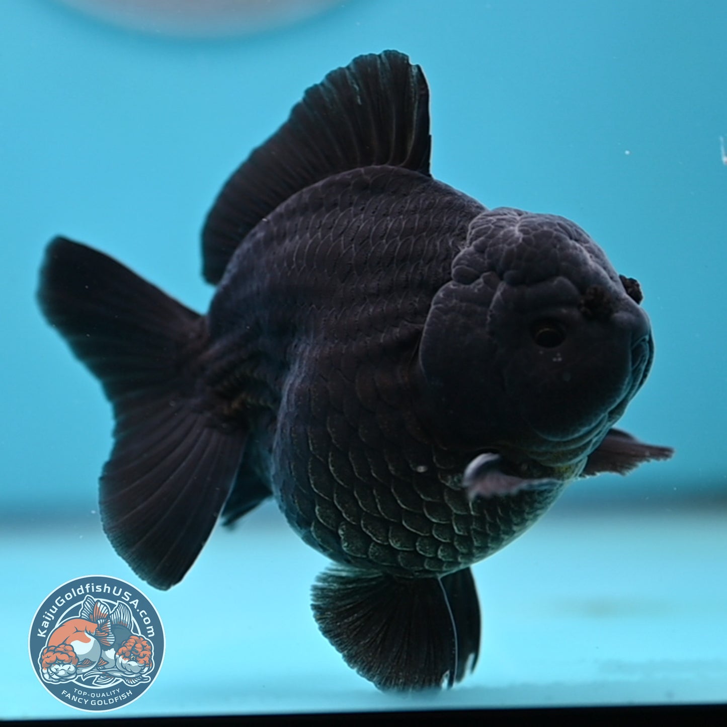 Shogun Jet Black Oranda 3.5 inches Body (250509_OR26)