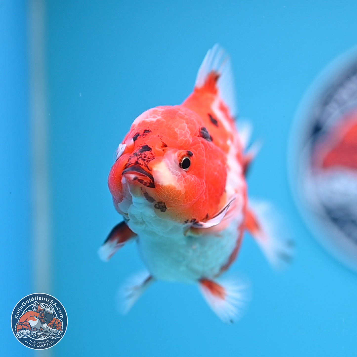 Tricolor Tiger YuanBao Oranda 4 inches Body - Male (250207_OR26)