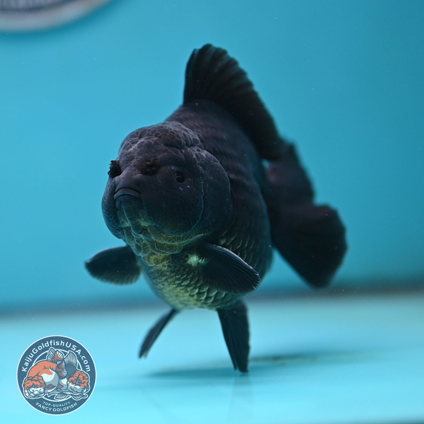 Shogun Jet Black Oranda 3.5 inches Body (250509_OR26)