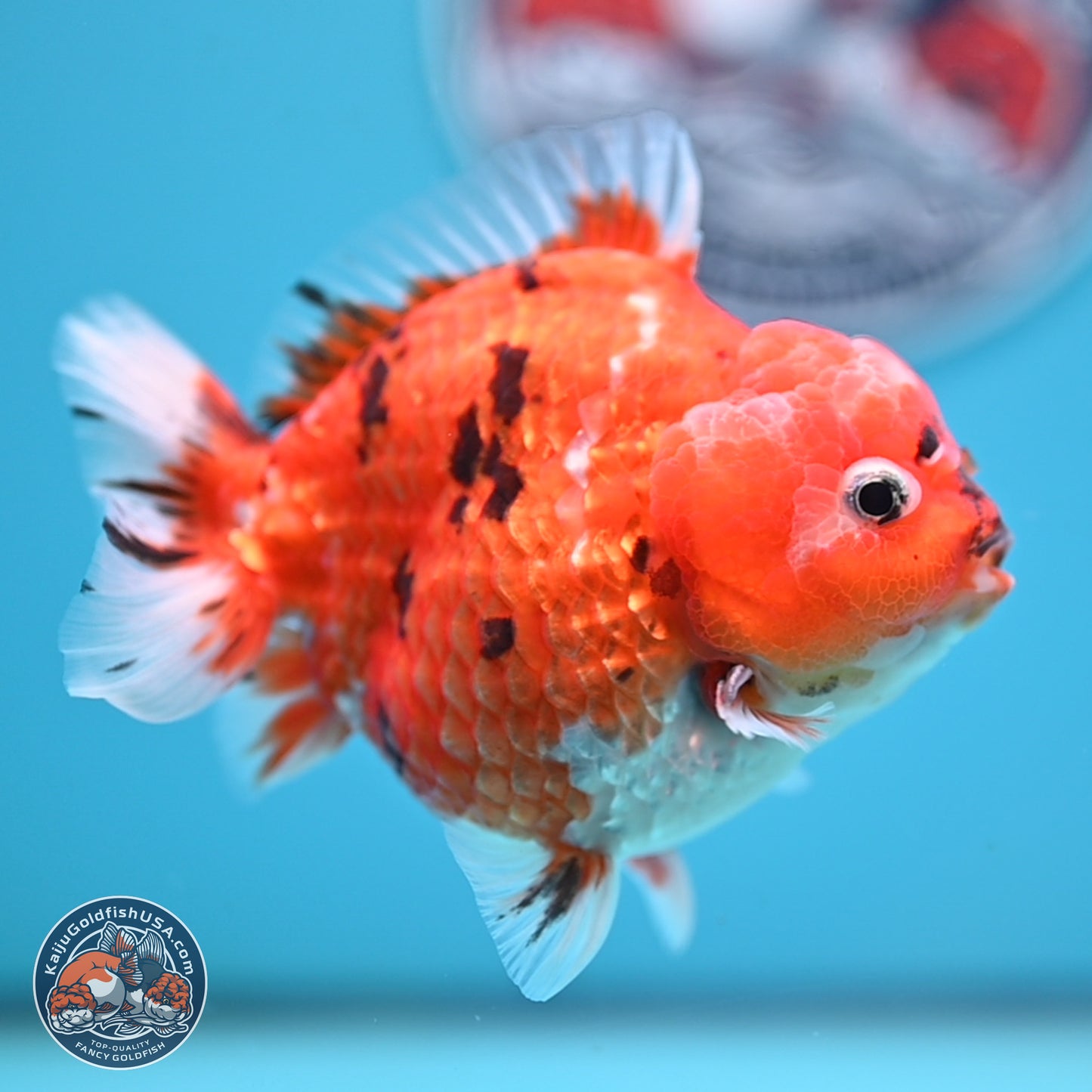 Tricolor Tiger YuanBao Oranda 4 inches Body - Male (250207_OR26)