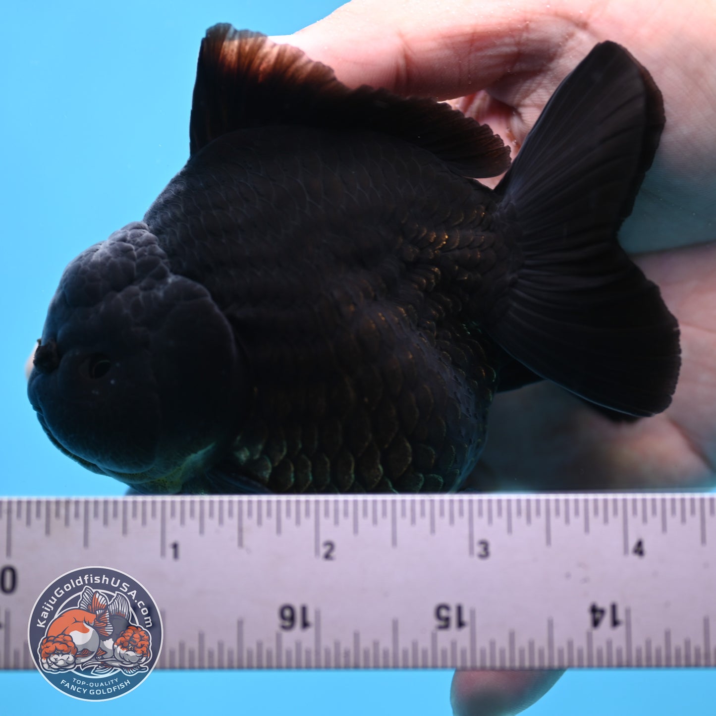 Shogun Jet Black Oranda 3.5 inches Body (250509_OR26)