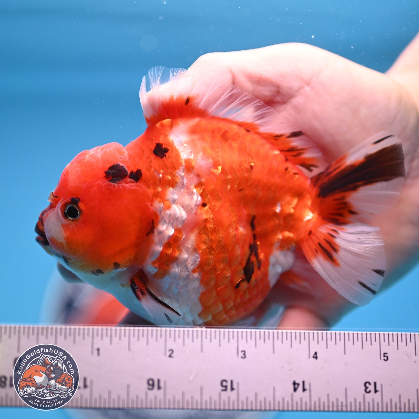 Tricolor Tiger YuanBao Oranda 4 inches Body - Male (250207_OR26)