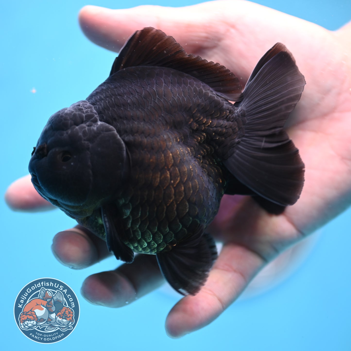 Shogun Jet Black Oranda 3.5 inches Body (250509_OR26)