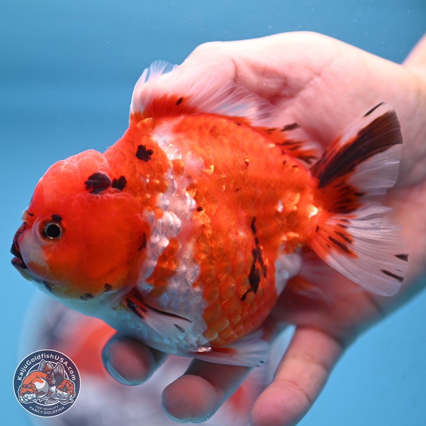 Tricolor Tiger YuanBao Oranda 4 inches Body - Male (250207_OR26)