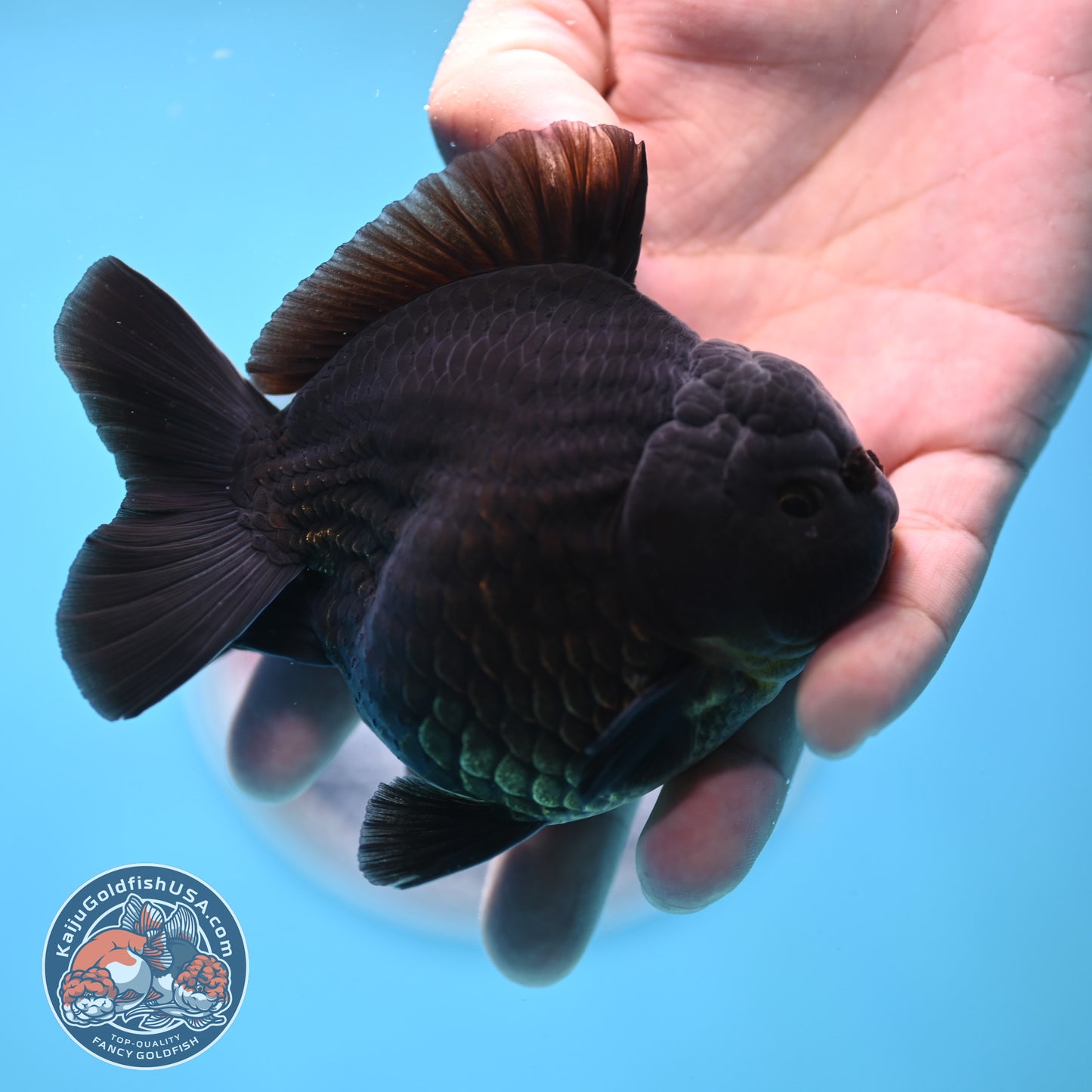 Shogun Jet Black Oranda 3.5 inches Body (250509_OR26)