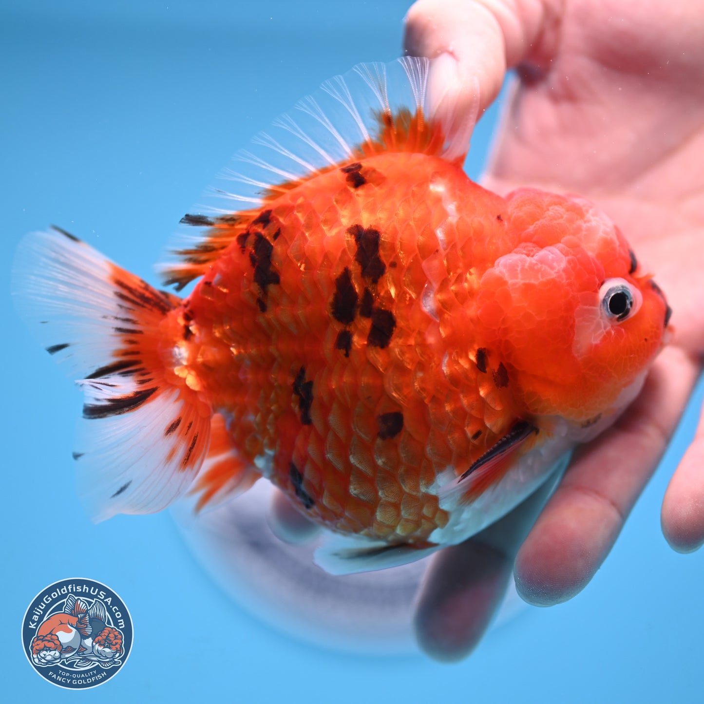 Tricolor Tiger YuanBao Oranda 4 inches Body - Male (250207_OR26)