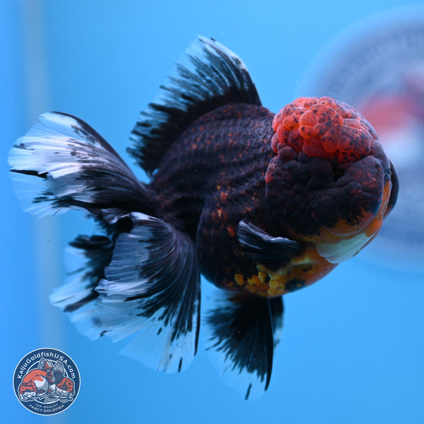 Red Kirin Rose Tail Oranda 4-5.5 inches (240913_OR27) - Kaiju Goldfish USA