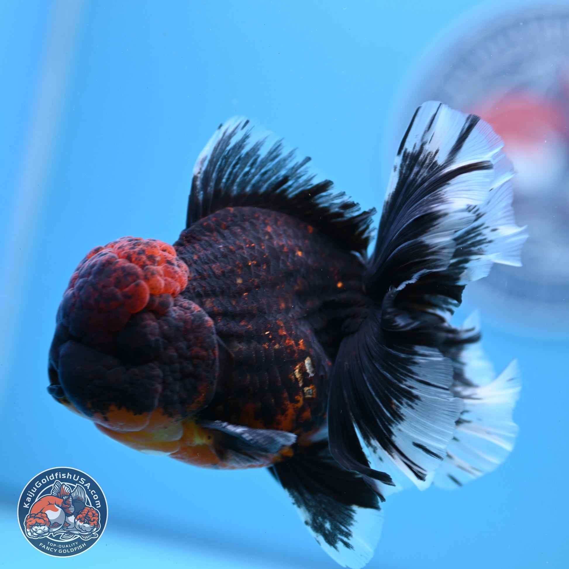 Red Kirin Rose Tail Oranda 4-5.5 inches (240913_OR27) - Kaiju Goldfish USA