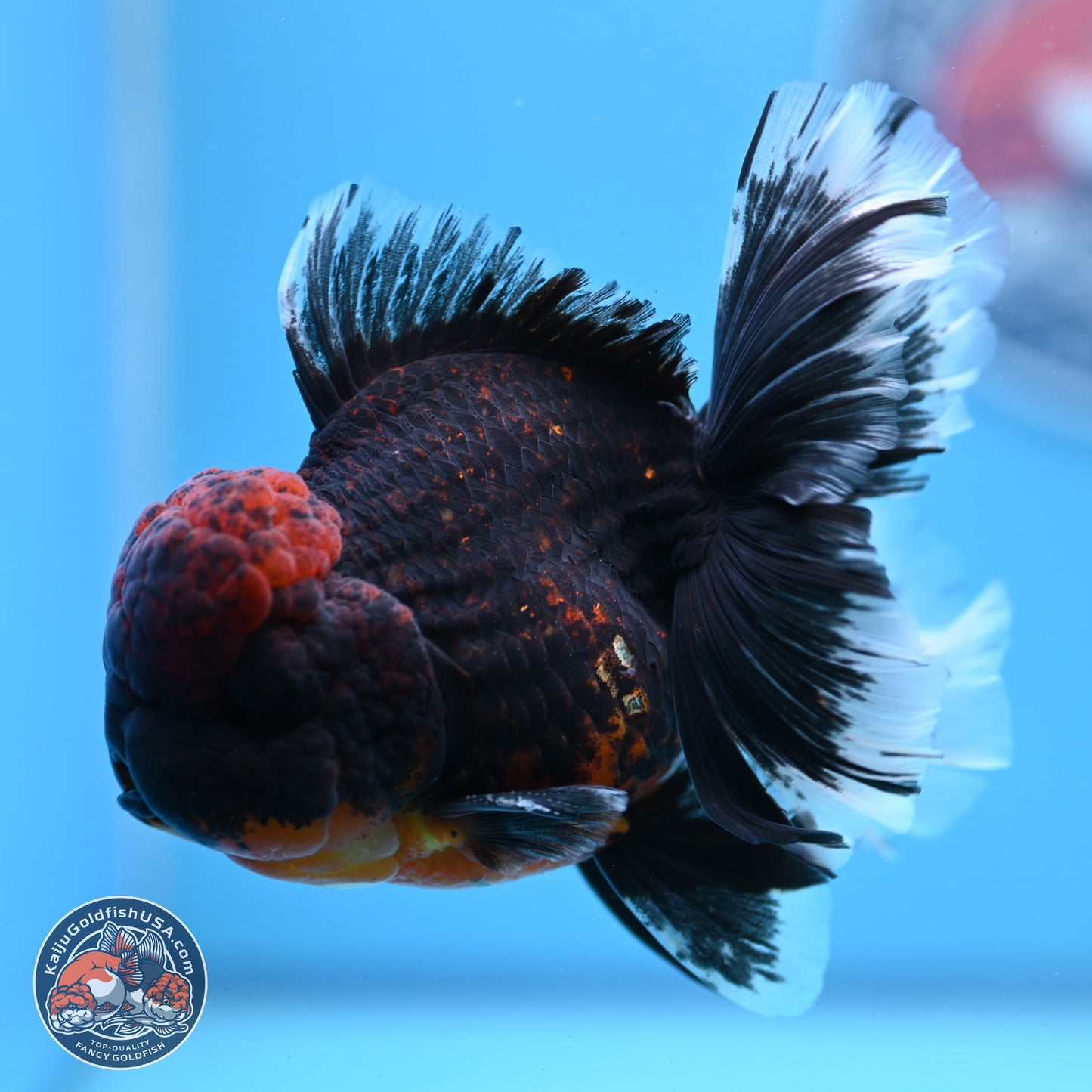 Red Kirin Rose Tail Oranda 4-5.5 inches (240913_OR27) - Kaiju Goldfish USA