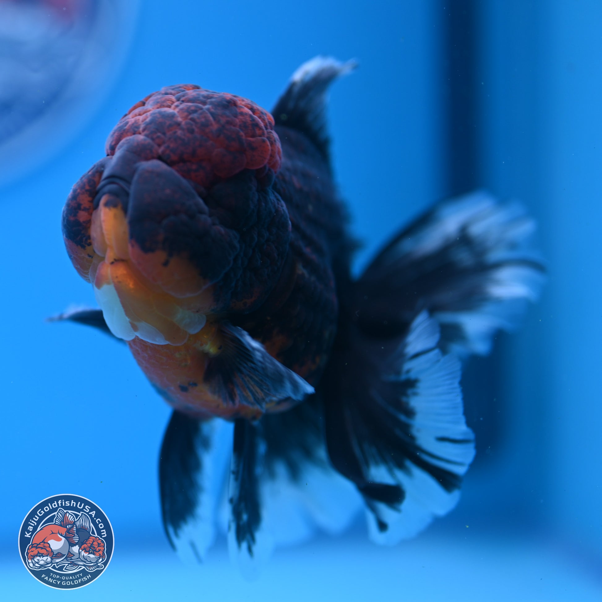 Red Kirin Rose Tail Oranda 4-5.5 inches (240913_OR27) - Kaiju Goldfish USA