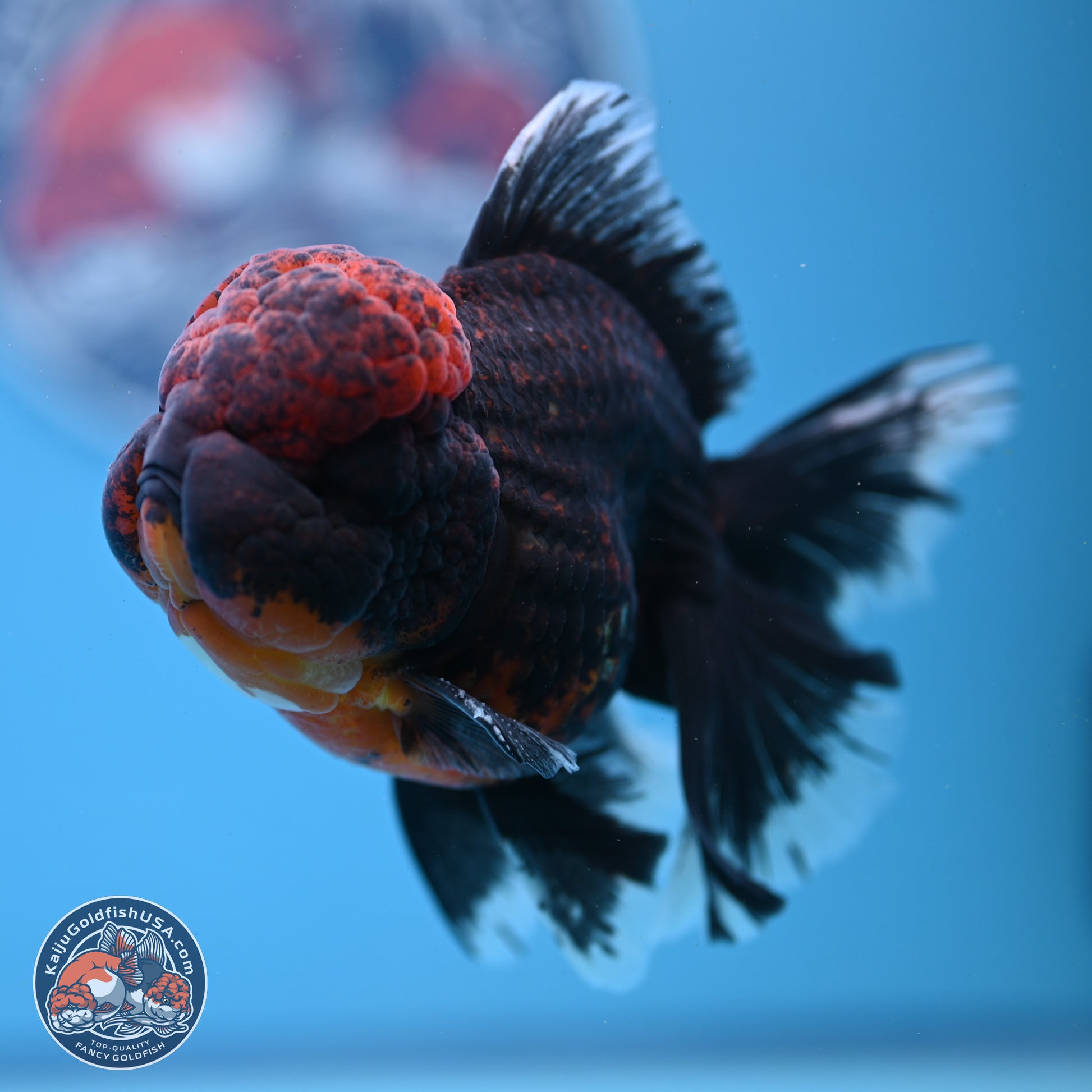 Red Kirin Rose Tail Oranda 4-5.5 inches (240913_OR27) - Kaiju Goldfish USA